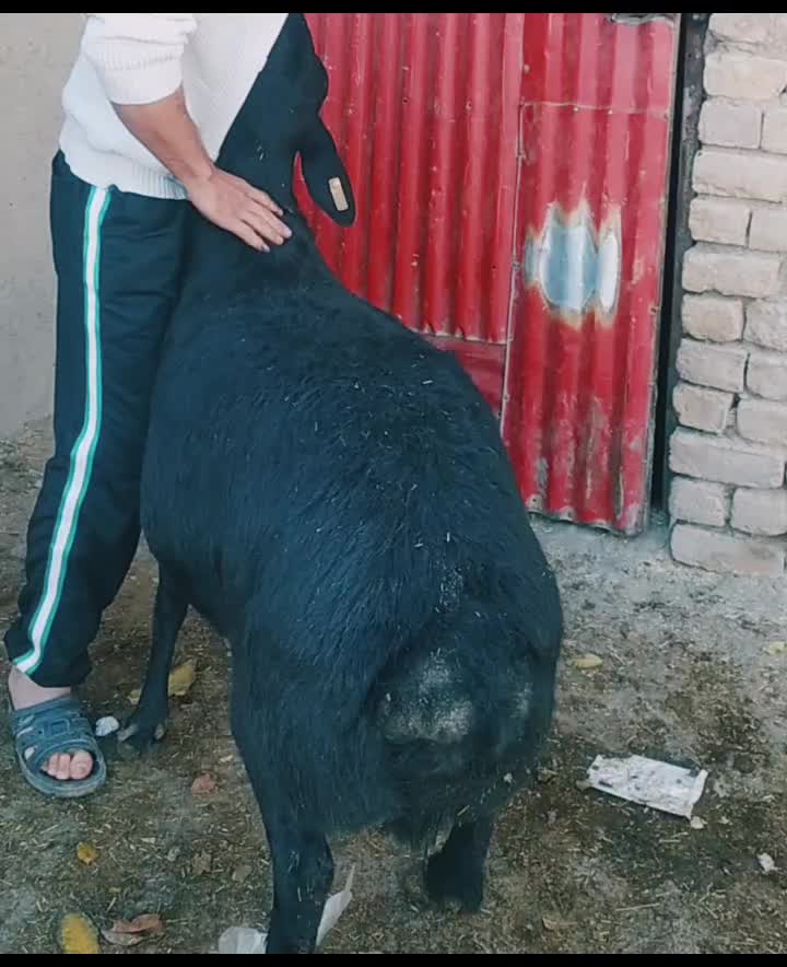 قوچ میش بره قره قزل بز گوسفند سگ گله گاو|حیوانات مزرعه|رزن, |دیوار