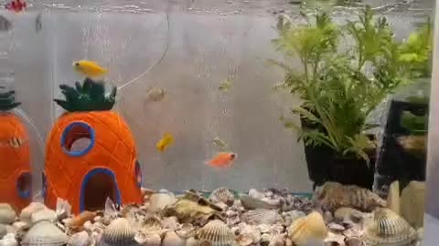 آکواریوم همراه با تجهیزات|ماهی|خرمآباد, |دیوار