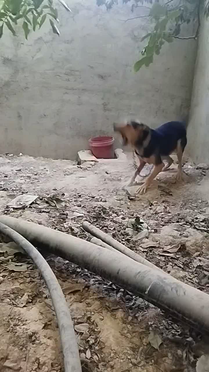 سگ فروشی|سگ|شیراز, بید زرد|دیوار