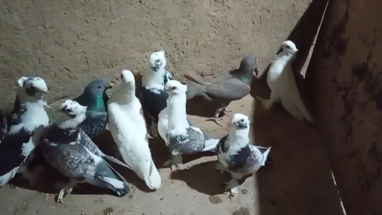 10 عدد کبوتر بلژیکی اصل طاووسی|پرنده|گنبد کاووس, |دیوار