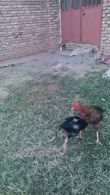 خروس لاری|حیوانات مزرعه|شوط, |دیوار