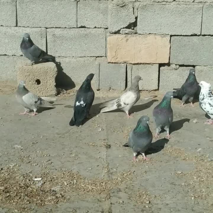 کبوتر پر|پرنده|فرخشهر, |دیوار