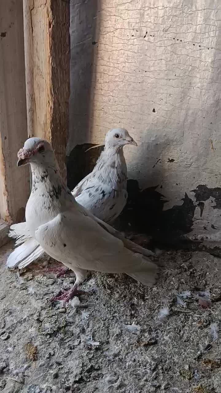 کبوتر شهرستانی|پرنده|رودهن, |دیوار