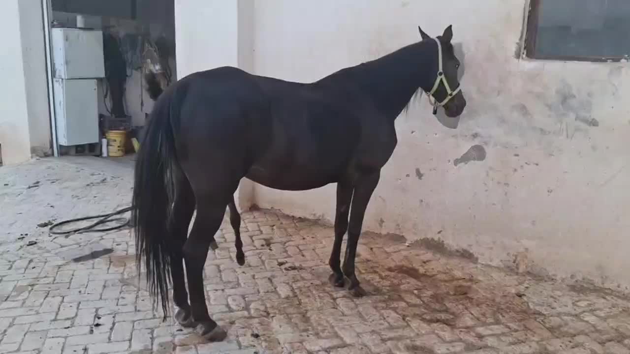 اسب|اسب و تجهیزات اسب‌سواری|رامشه, |دیوار