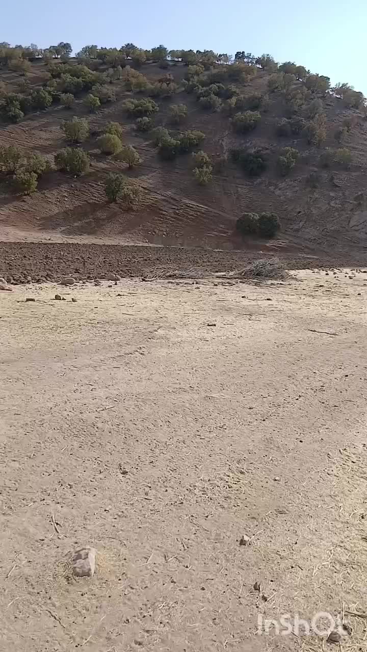 کره مادیون|اسب و تجهیزات اسب‌سواری|الشتر, |دیوار