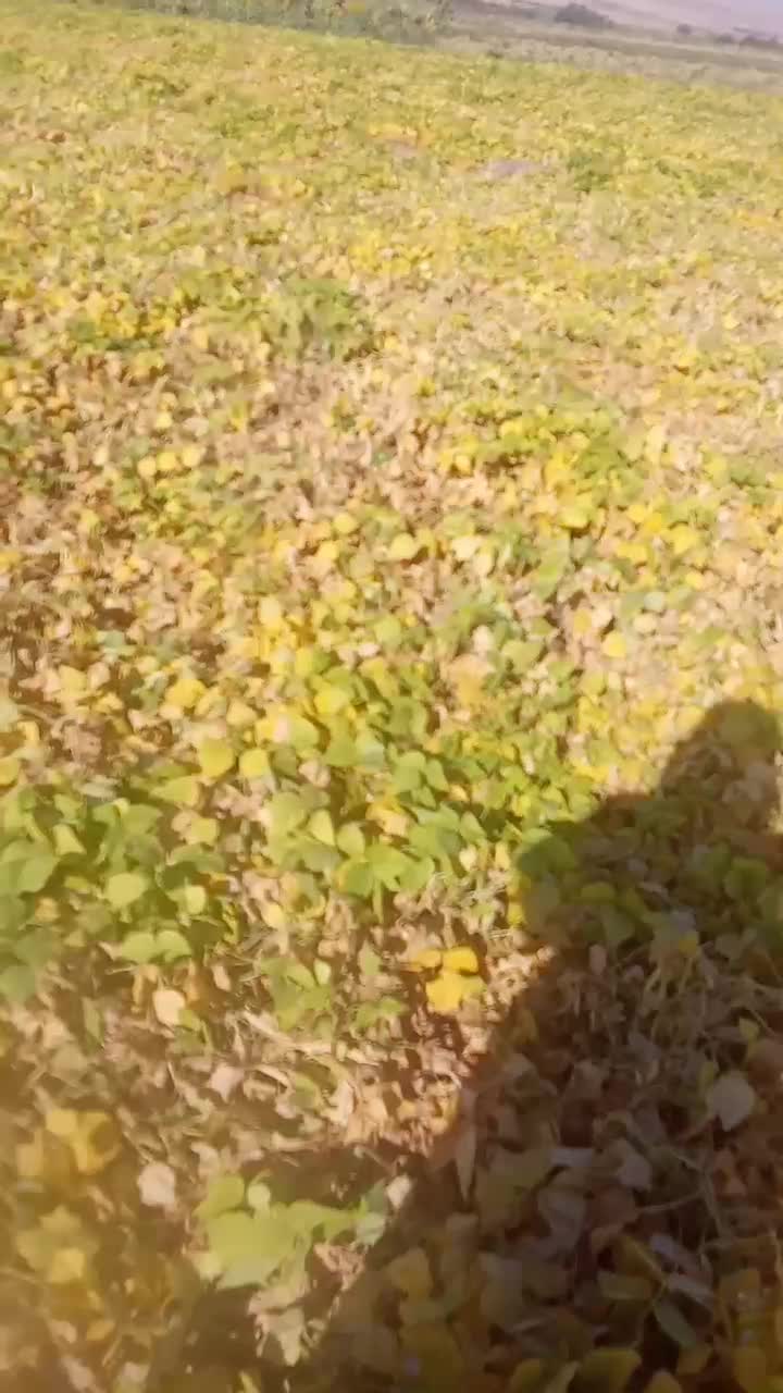 سرکارگر کشاورزی هستم جهت امور کشاورزی و باغبانی|خدمات باغبانی و درختکاری|کرمانشاه, |دیوار