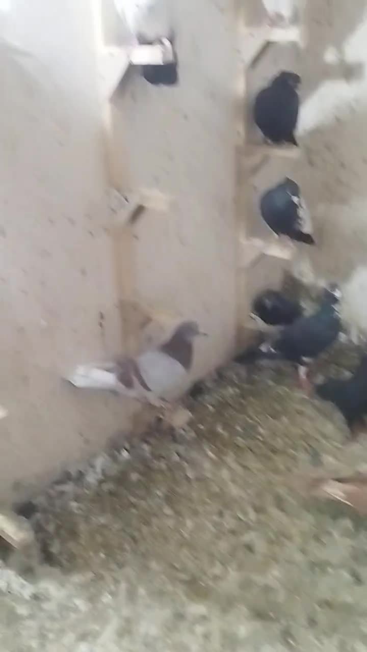 30عددکفتر بهبهانی وپلاکی همگی نر تضمینی|پرنده|داراب, |دیوار