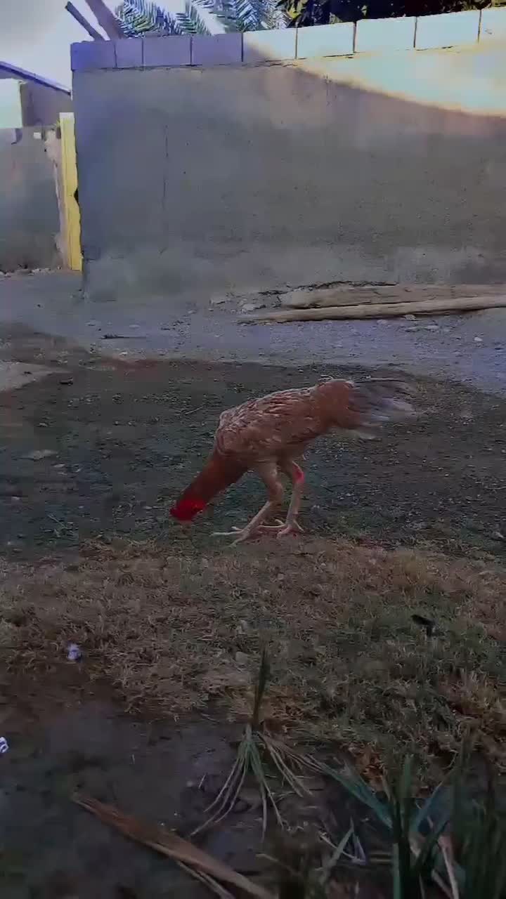 فروشی خروس لاری|حیوانات مزرعه|کیش, |دیوار