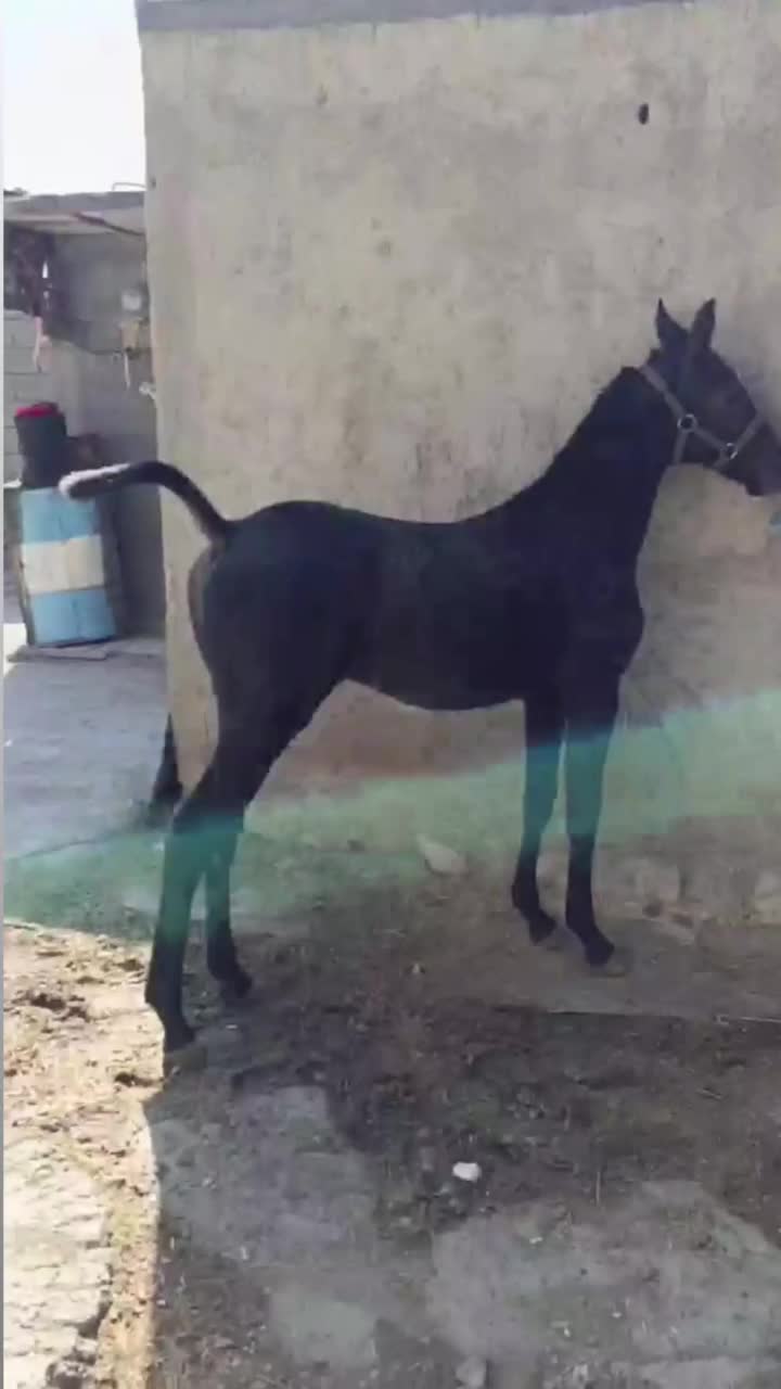 اسب|اسب و تجهیزات اسب‌سواری|ایلام, |دیوار