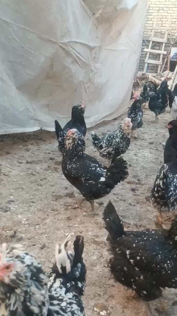 تخم مرغ گلین فول|حیوانات مزرعه|فلاورجان, |دیوار