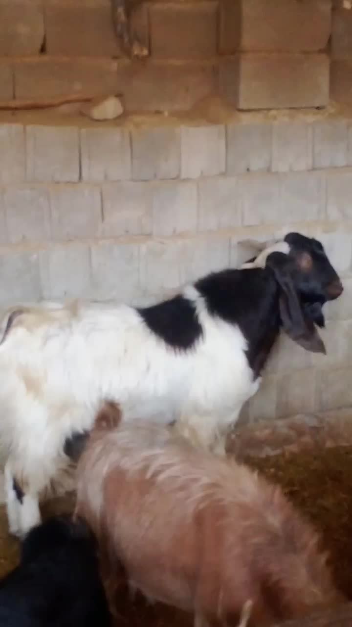 فروشی|حیوانات مزرعه|دهدشت, |دیوار