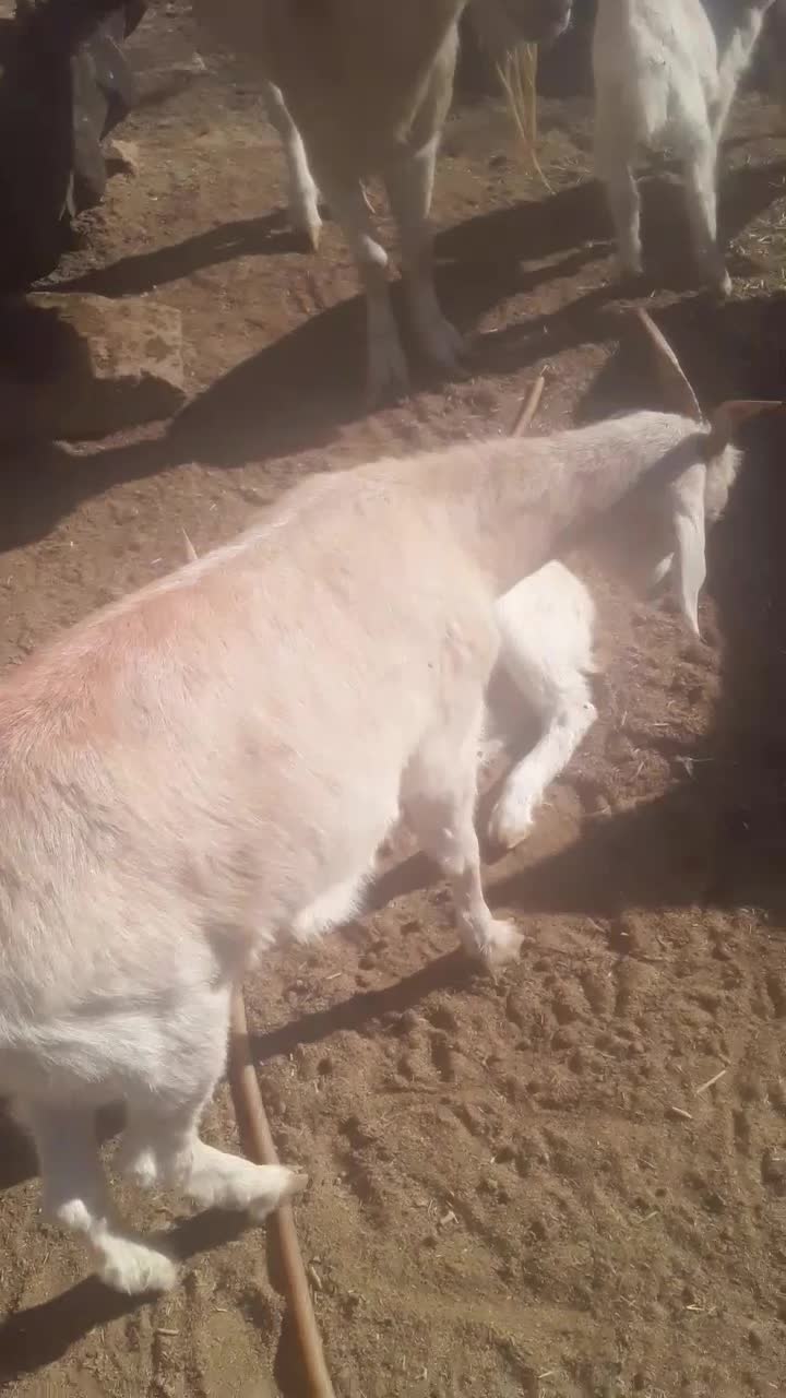 یکساله دو رگ سانن.|حیوانات مزرعه|تربت جام, معدآباد|دیوار