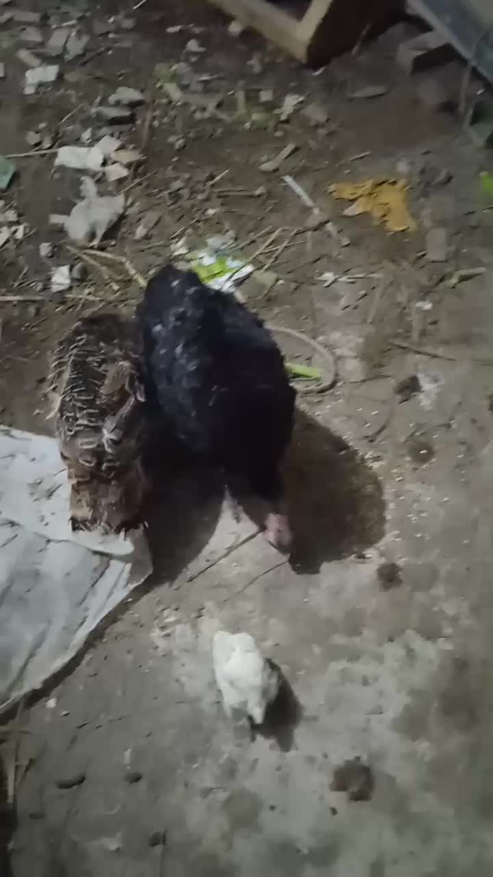 بوقلمون محلی|حیوانات مزرعه|رشت, استقامت ۲|دیوار