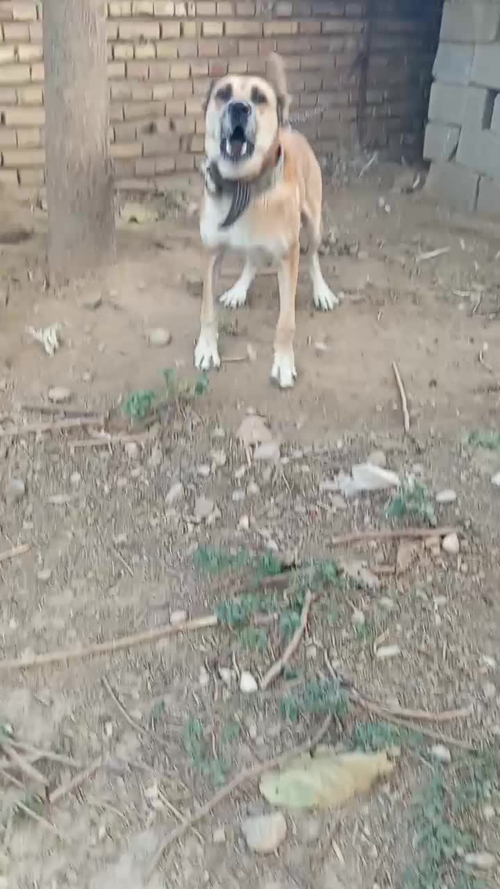 ماده افغان بی نظیر نگهبان صفت|سگ|تهران, زعفرانیه|دیوار