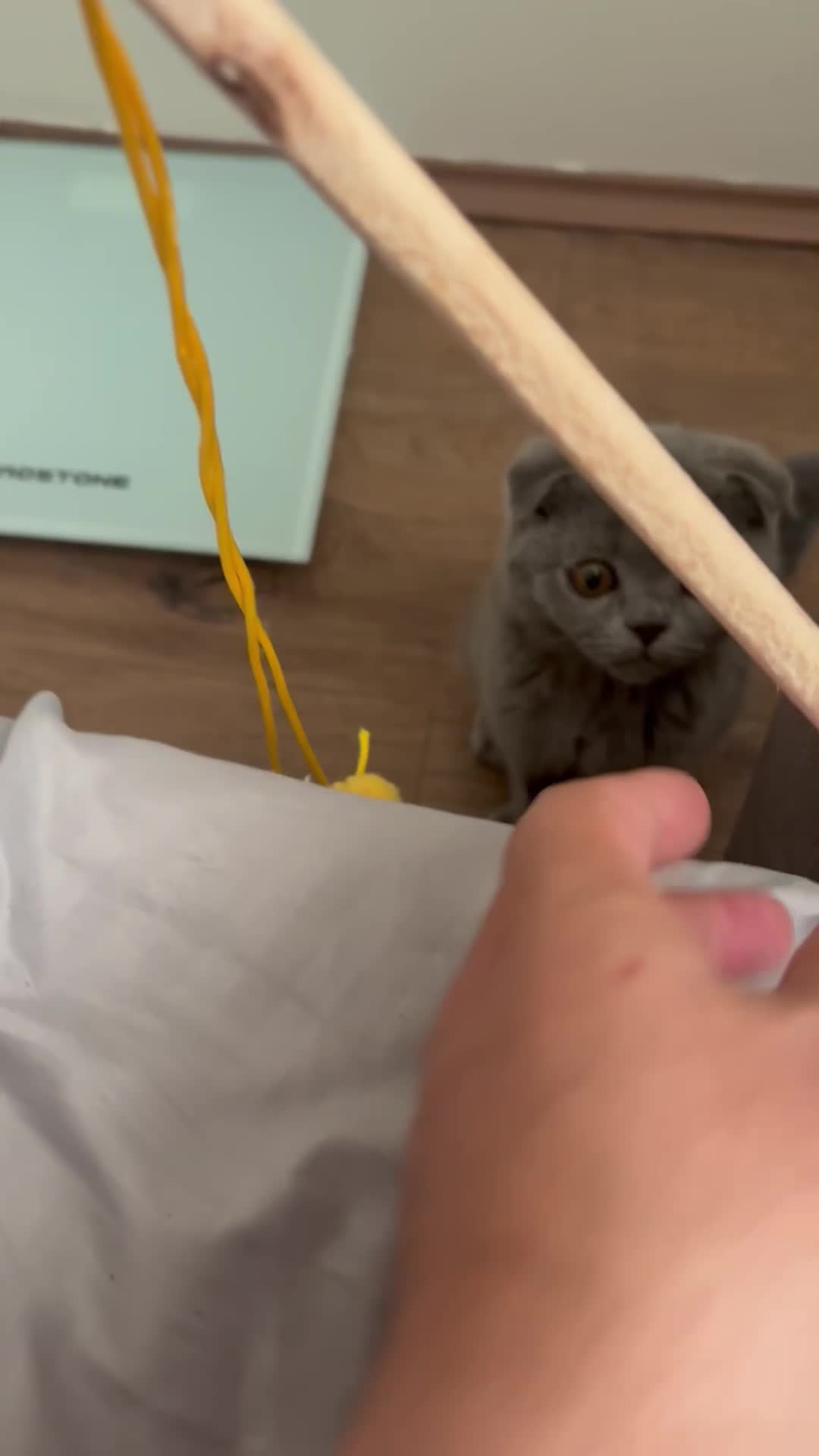 بچه گربه اسکاتیش بلو اصل|گربه|تهران, شهرک آزمایش|دیوار