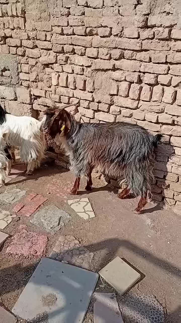 بز و بزغاله|حیوانات مزرعه|رباطکریم, رباطکریم|دیوار