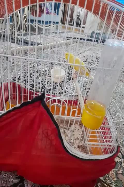 قناری ماده لیمویی  آماده|پرنده|فشاپویه, |دیوار