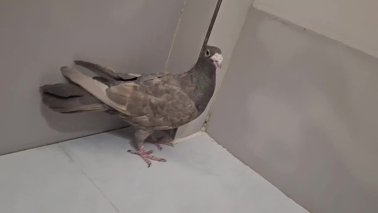 کفتر|پرنده|کرج, شهرک سهرابیه|دیوار