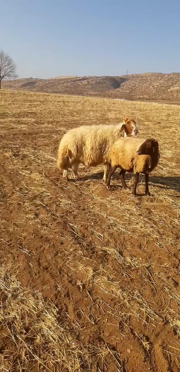 قوچ|حیوانات مزرعه|فیروزآباد, |دیوار