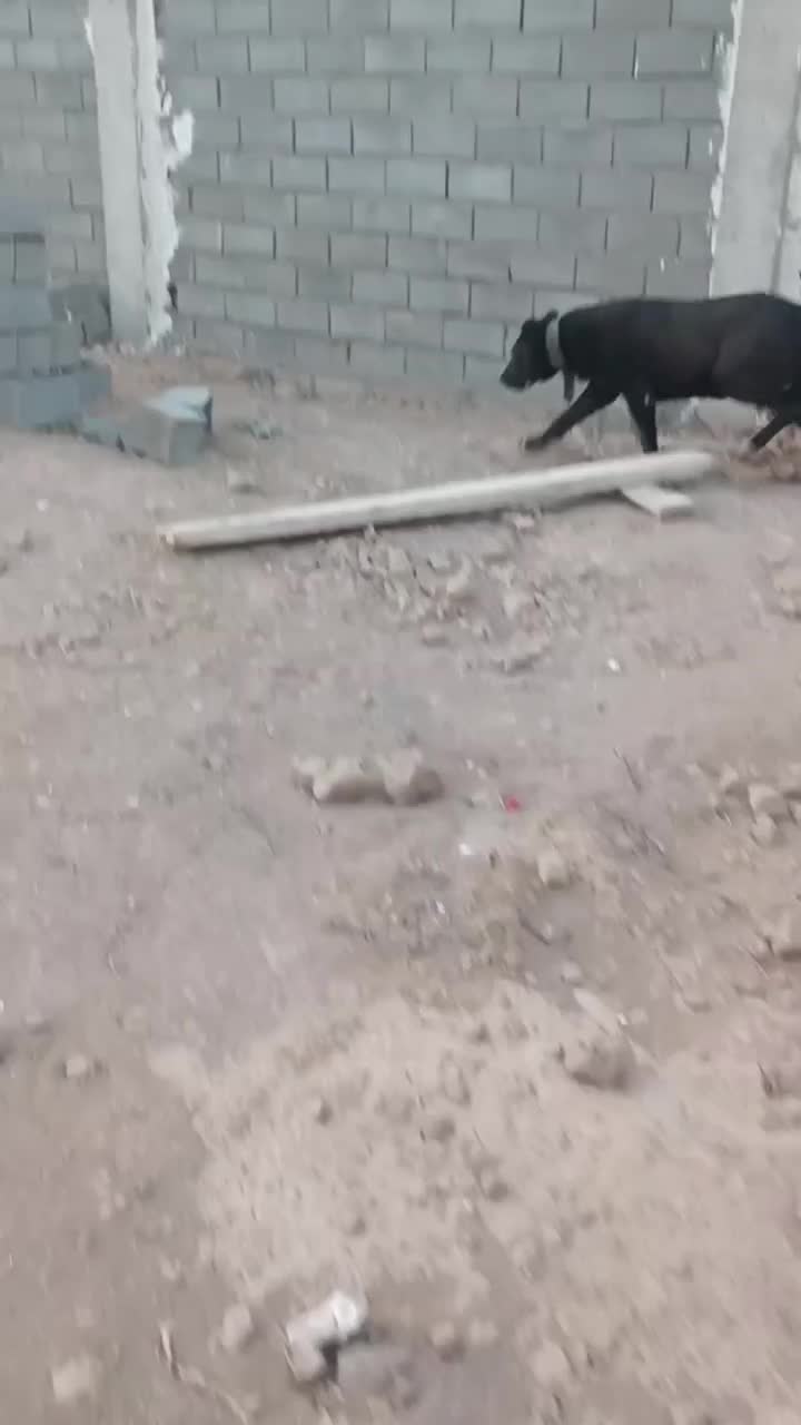 سگ سرابی|سگ|قزوین, |دیوار