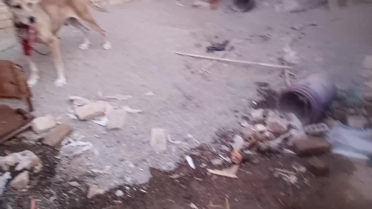 سگ ماده و ژرمن نر|سگ|تربتحیدریه, ترمینال|دیوار