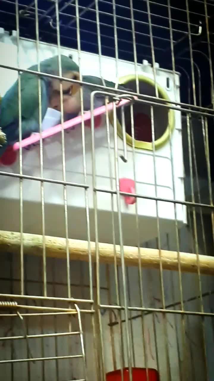 یک جفت کوتوله برزیلی بسیار زیبا و خواستنی|پرنده|مشهد, کوشش|دیوار