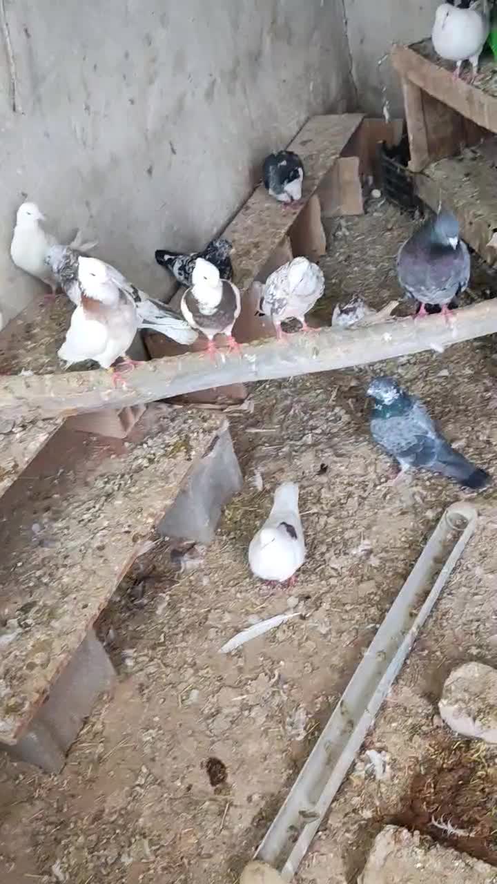 کبوتر|پرنده|نظرآباد, احمد آباد|دیوار