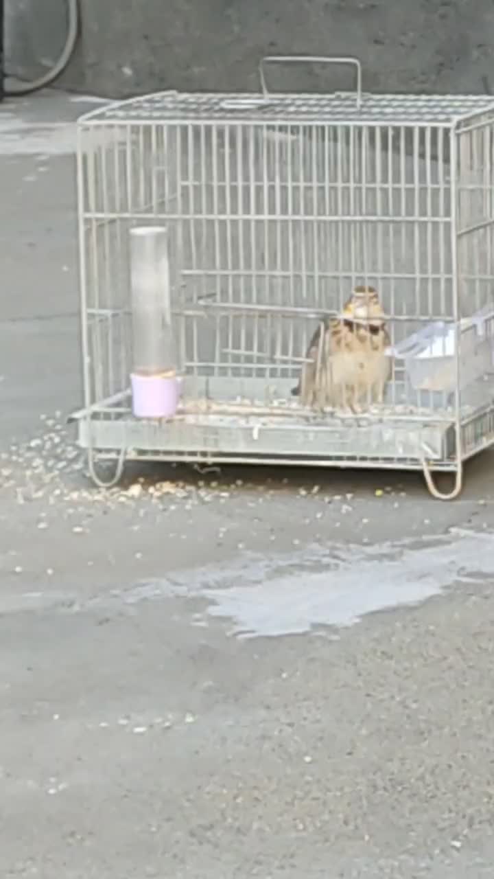 سهره خاکی اهلی و خوش‌صدا|پرنده|میاندوآب, |دیوار