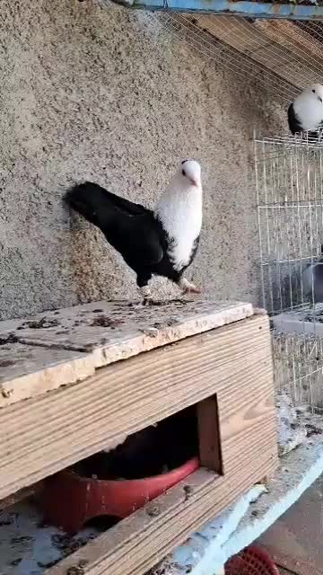 مخمل سیاه کبوتر|پرنده|علامرودشت, |دیوار