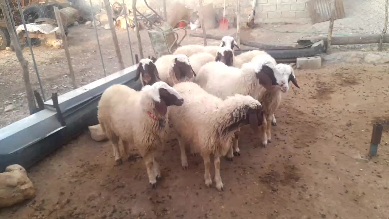 بره ماده نقابی سنجابی|حیوانات مزرعه|گهواره, |دیوار