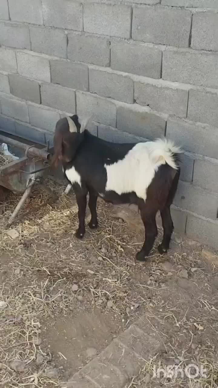 بز گلابی|حیوانات مزرعه|زرندیه, |دیوار