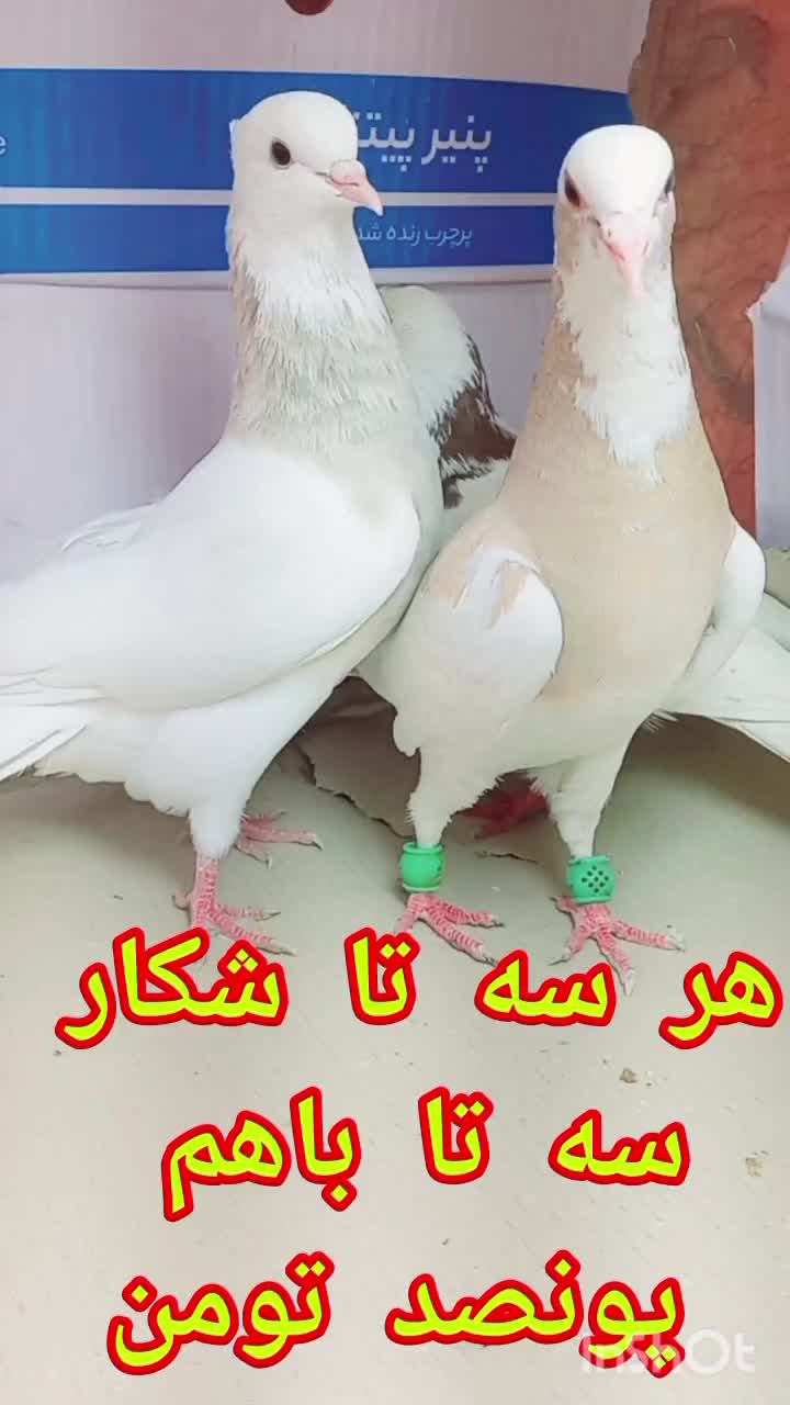 سه تا کفتر شکار روز|پرنده|گنبد کاووس, |دیوار