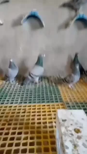 کفتر پلاکی اصل|پرنده|قم, باجک دو|دیوار