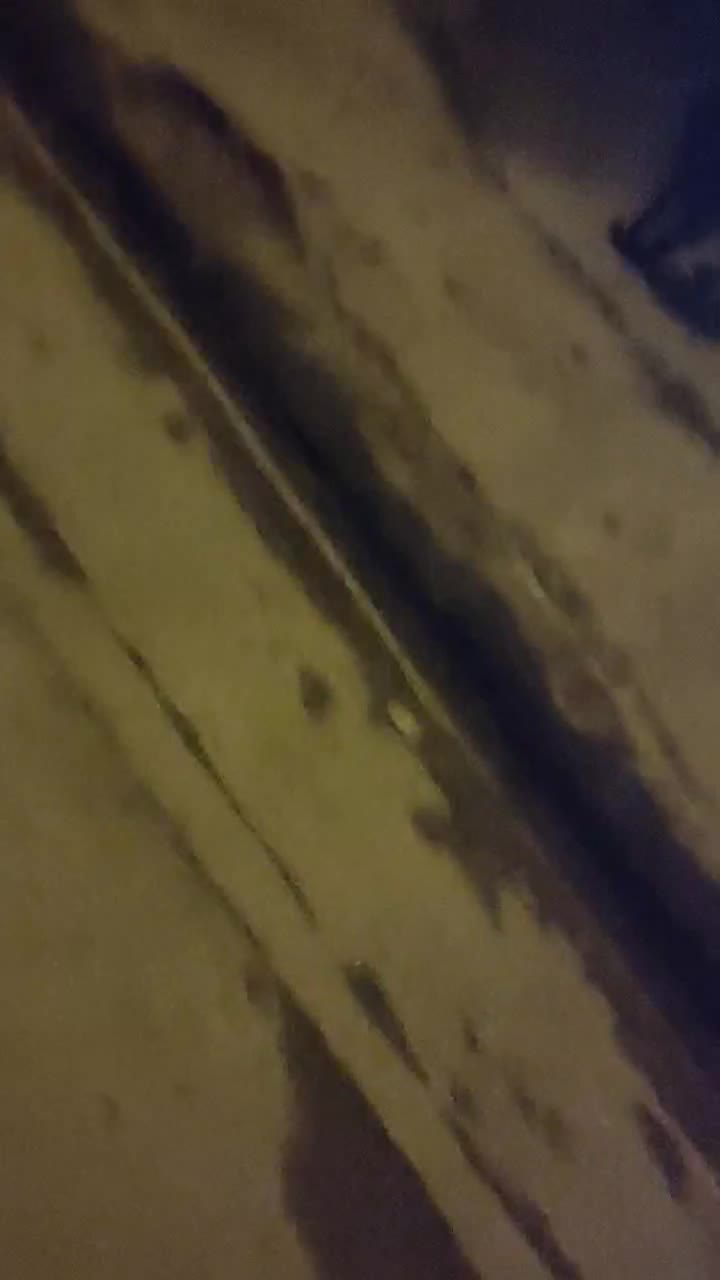 ژرمن بلک شولاین|سگ|مرودشت, ژیان|دیوار