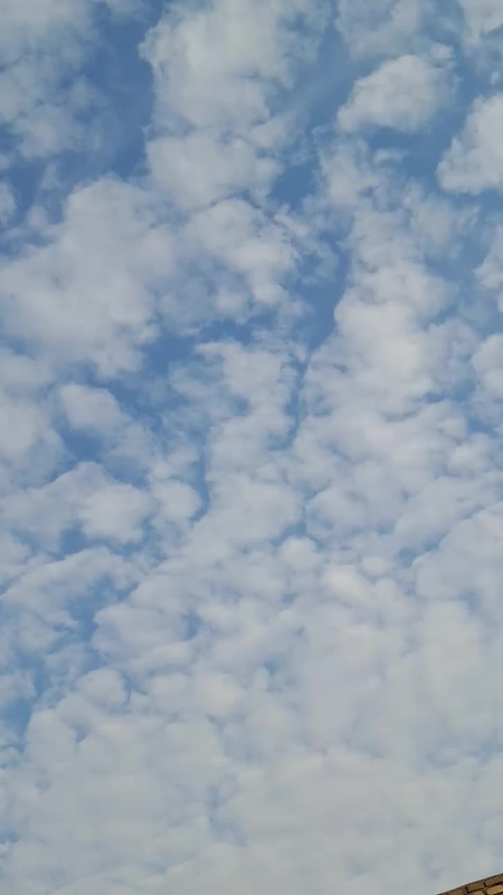 کبوترتهرونی وکاشونی|پرنده|برخوار, |دیوار