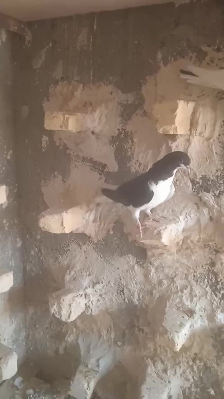 راست سیاه|پرنده|اقبالیه, |دیوار