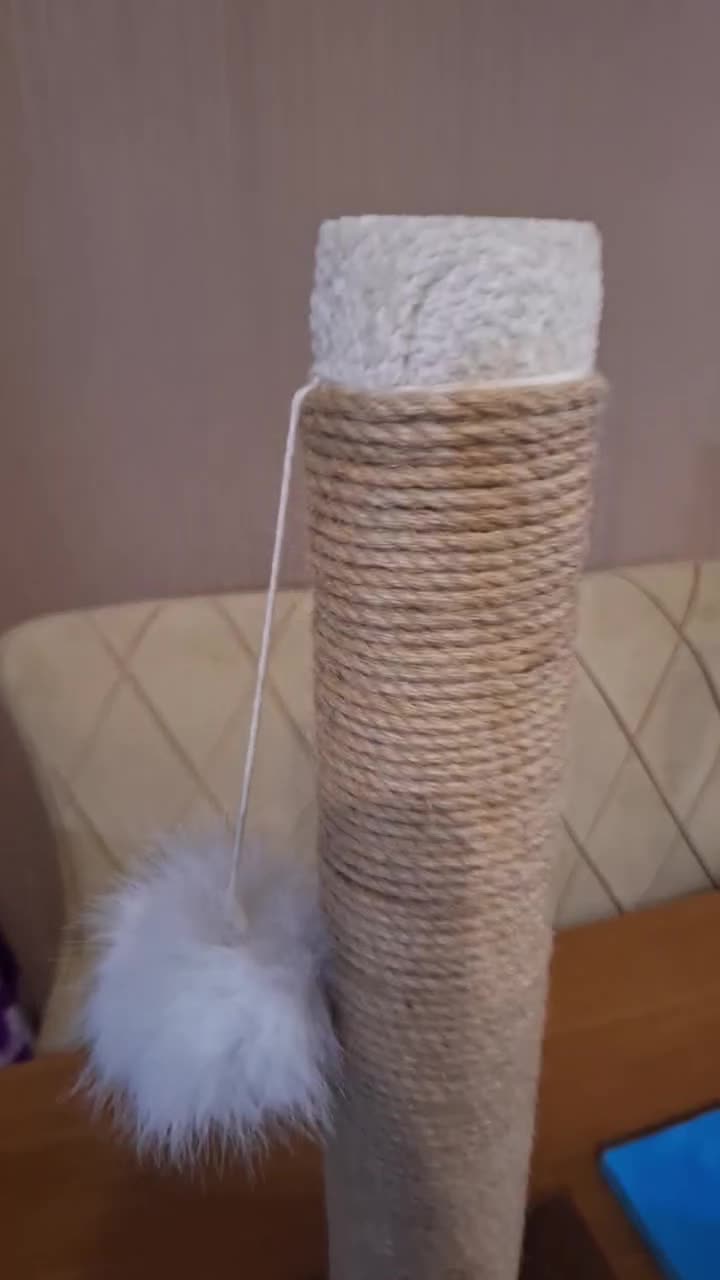 اسکرچر گربه|لوازم جانبی حیوانات|رشت, دیلمان|دیوار