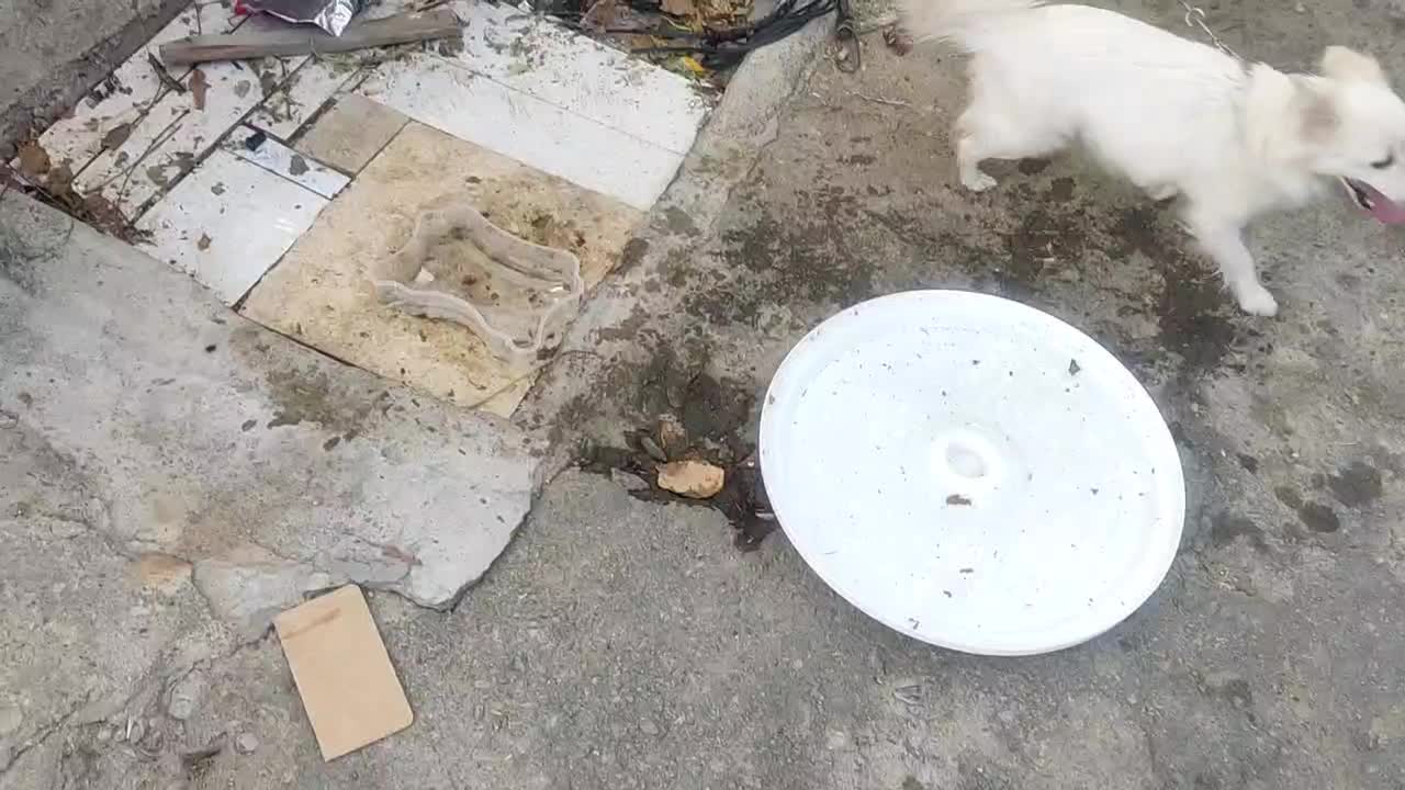 سگ پامر روباهی|سگ|اسدآباد, |دیوار