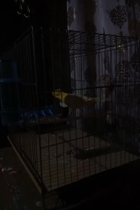 دختر ماده سوپر|پرنده|بندر انزلی, آذربایجان|دیوار