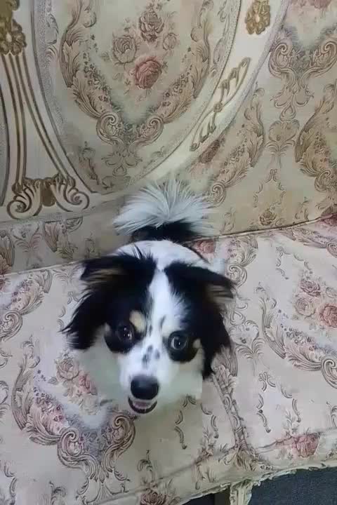 سگ شیدزو|سگ|تهران, مسعودیه|دیوار