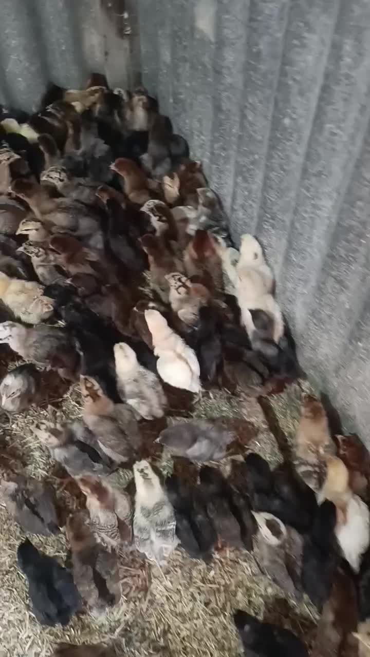 جوجه مرغ محلی اصل کرچ شو به تضمین|حیوانات مزرعه|رفسنجان, |دیوار