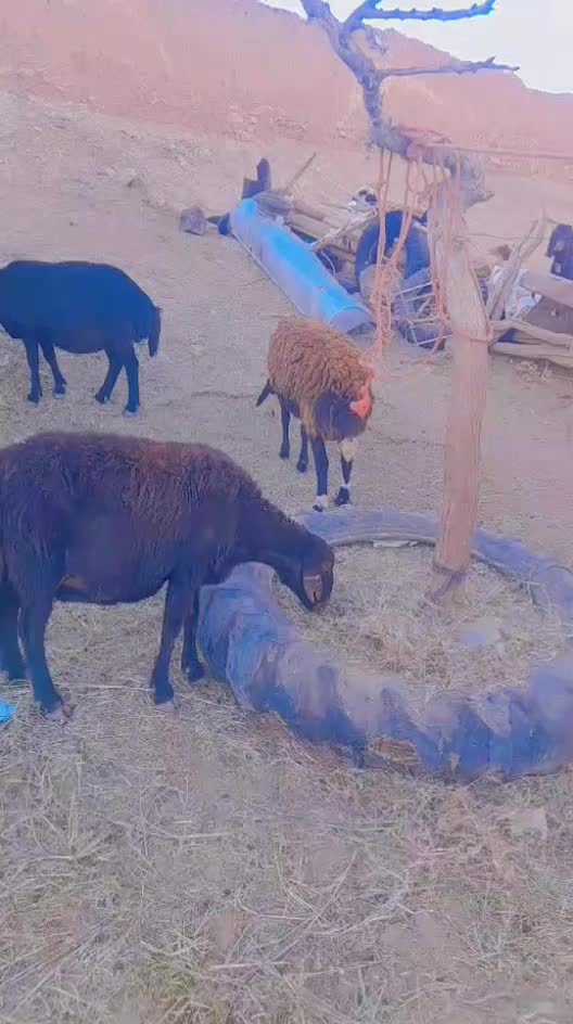 ۸ راس میش آبستن شیره دار وبی شیره|حیوانات مزرعه|تربت‌حیدریه, ابوذر|دیوار