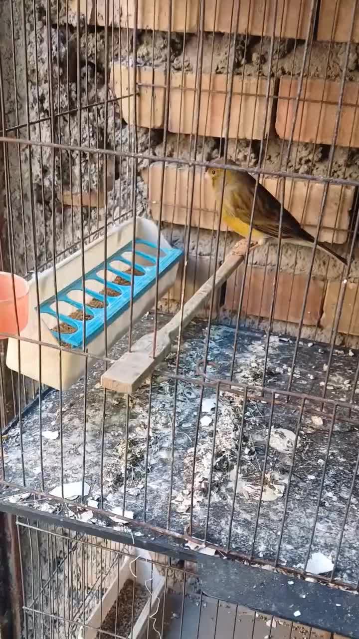 سهره. قناری نر و ماده|پرنده|گنبد کاووس, |دیوار