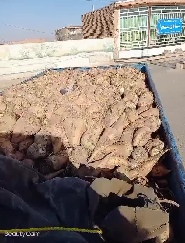 چغندر قند|خدمات باغبانی و درختکاری|طاغنکوه, |دیوار