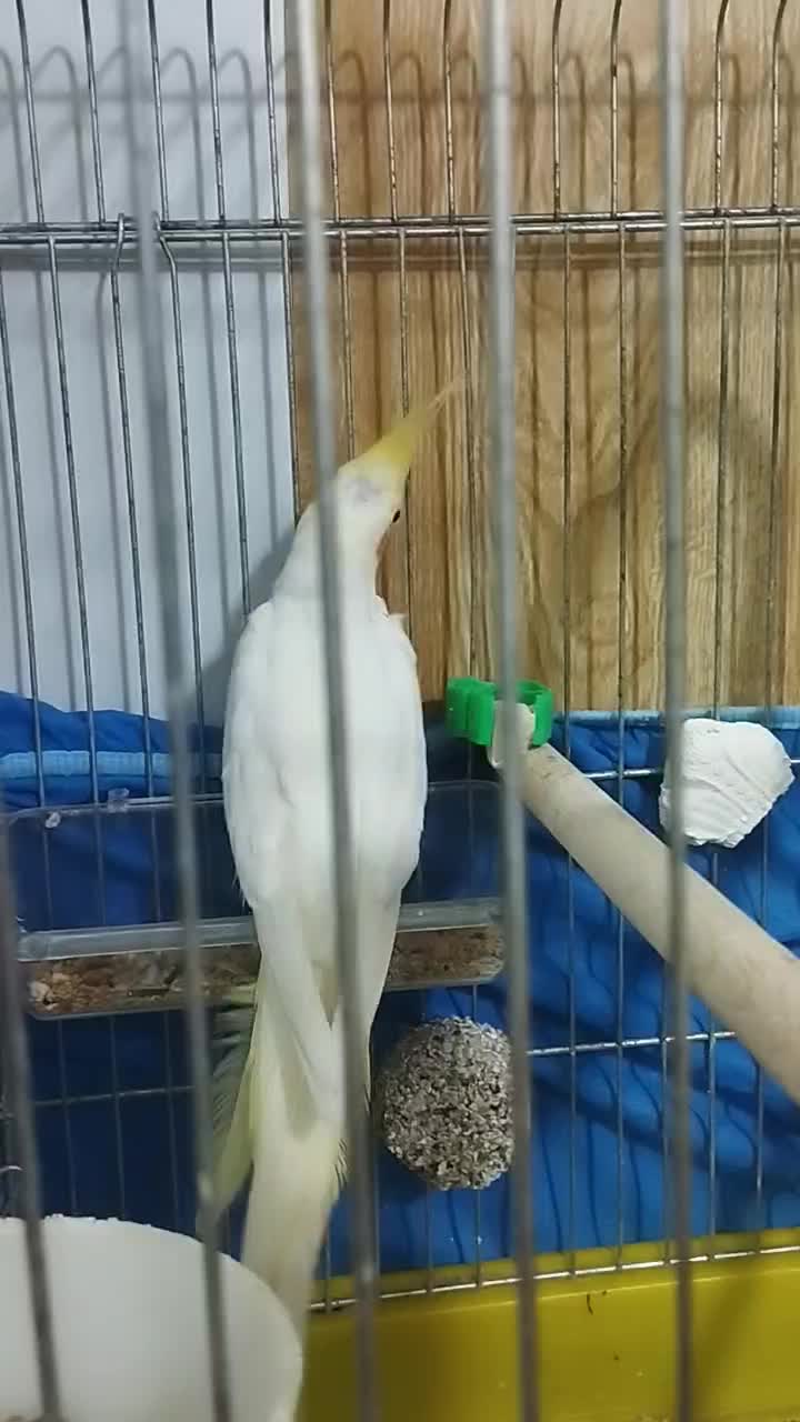 عروس هلندی نر|پرنده|بره‌سر, |دیوار