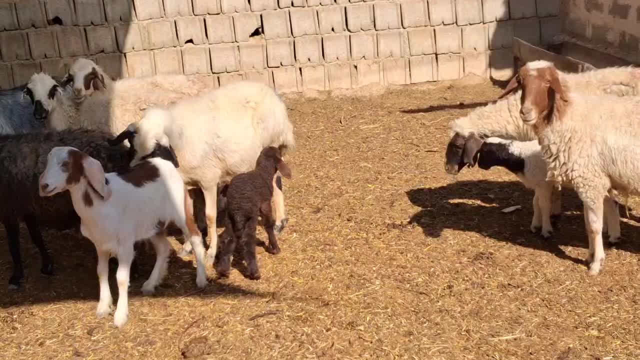 میش آبستن بره دار|حیوانات مزرعه|خمینی‌شهر, |دیوار