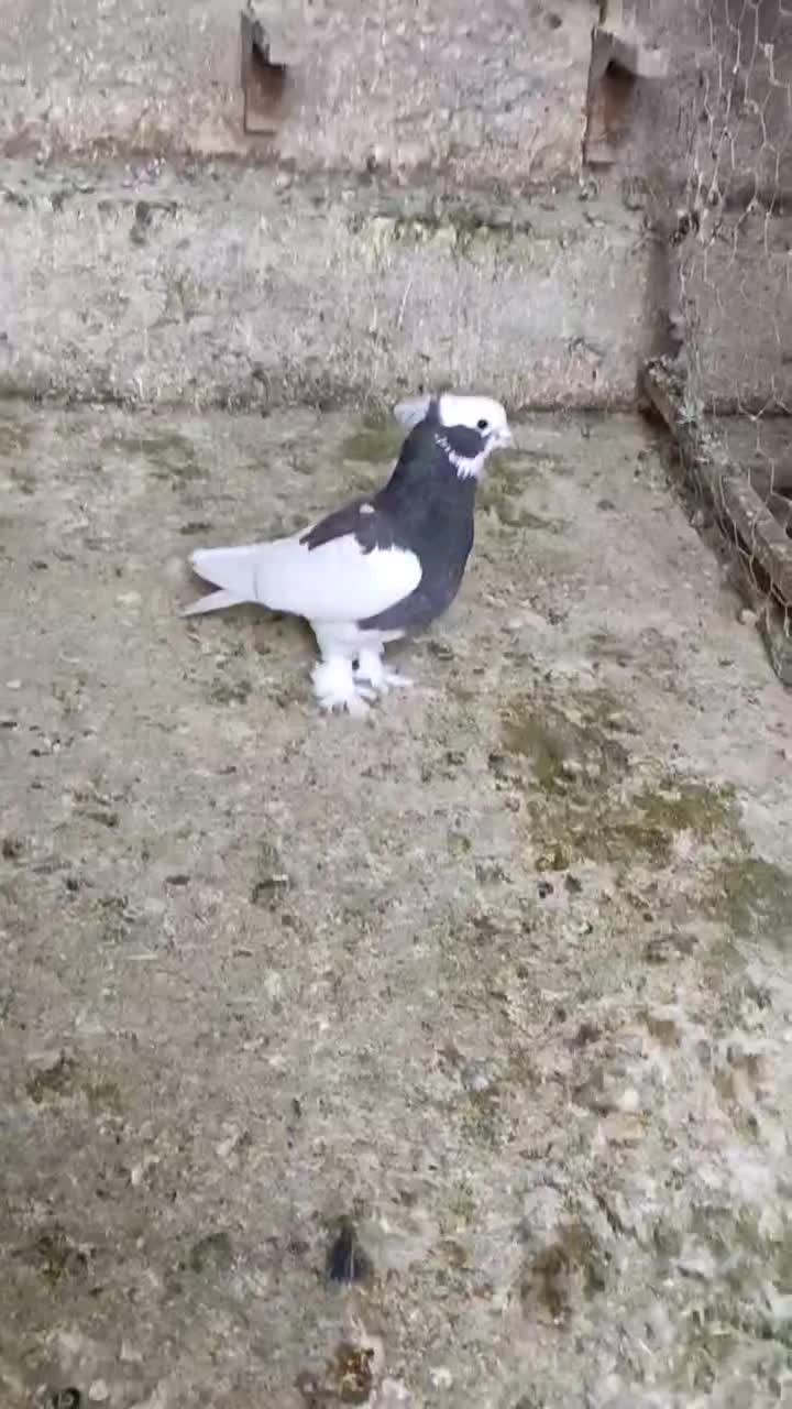 بهبهانی درجه یک|پرنده|شیراز, تندگویان|دیوار