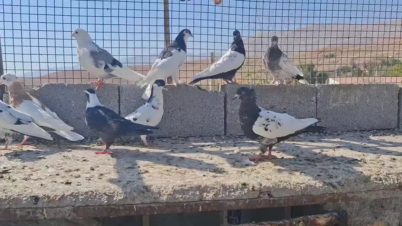 کبوتر بهبونی|پرنده|شیراز, دوکوهک|دیوار