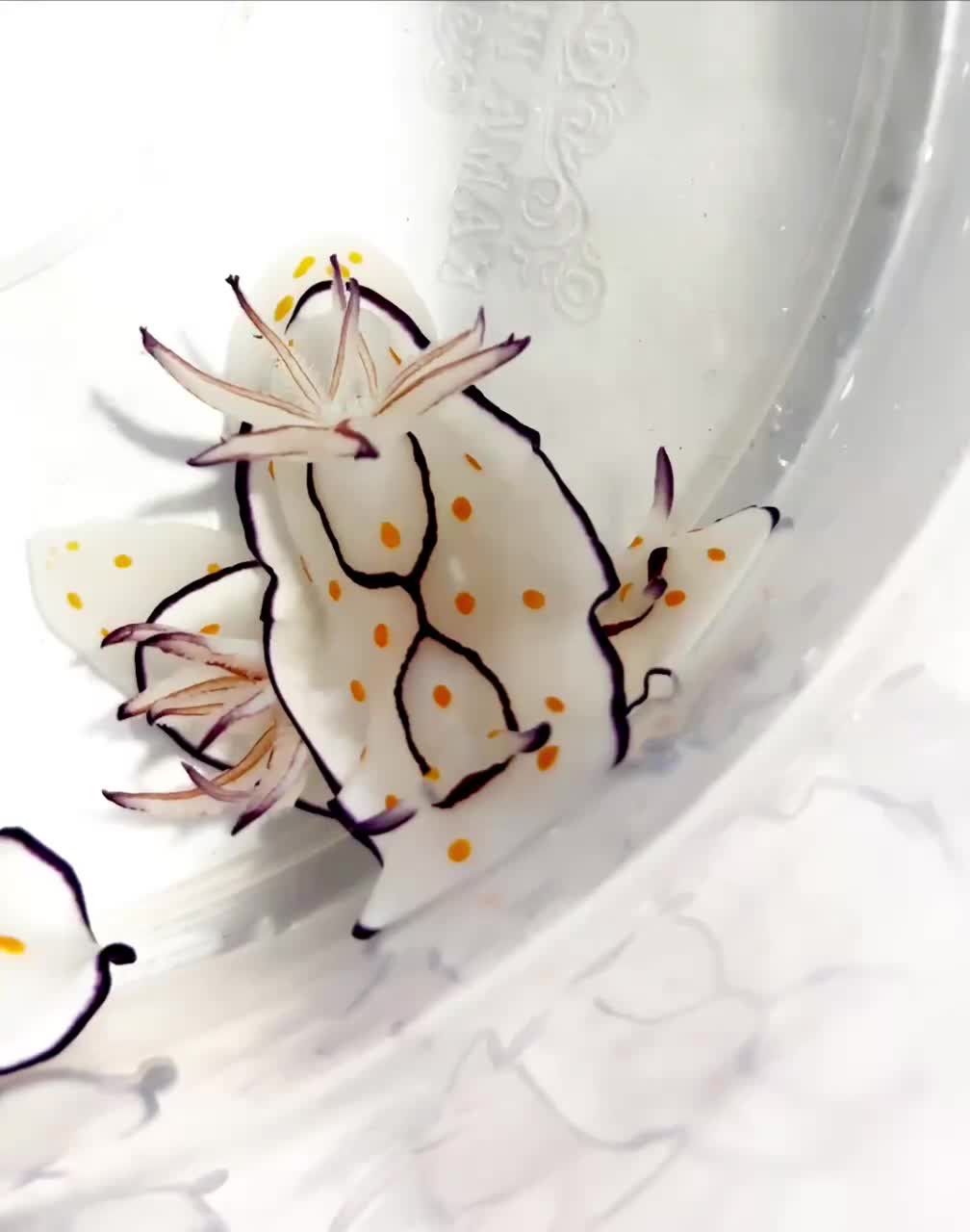 ماهی خرگوش Goniobranchus annulatus ابشور|ماهی|تهران, یاخجی آباد|دیوار