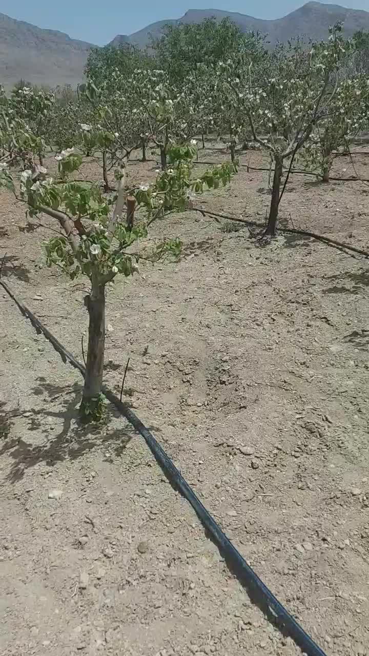 اصلاح خاک و درختها وبرگها و زمینهای زراعی|خدمات باغبانی و درختکاری|اصفهان, باغ فدک|دیوار